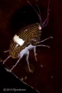 Chromopleustes oculatus by Pat Gunderson 